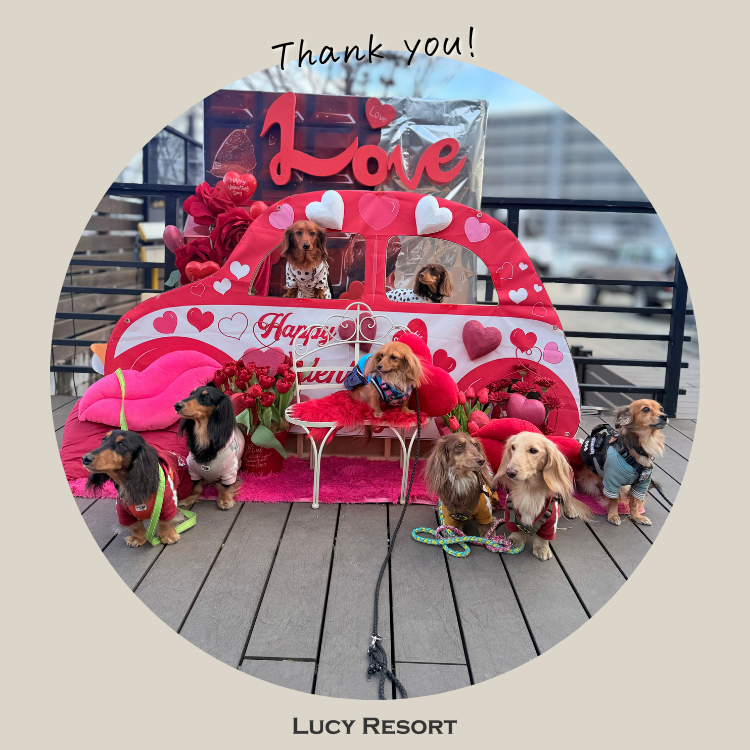 犬種別イベント　オフ会　ダックス