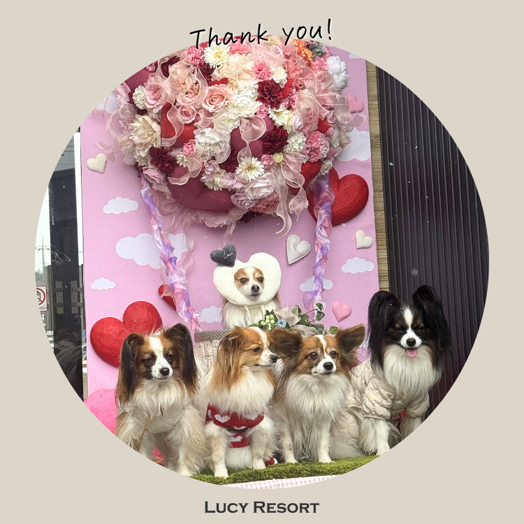 犬種別イベント　オフ会　パピヨン