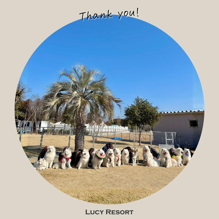 犬種別イベント　オフ会　サモエド