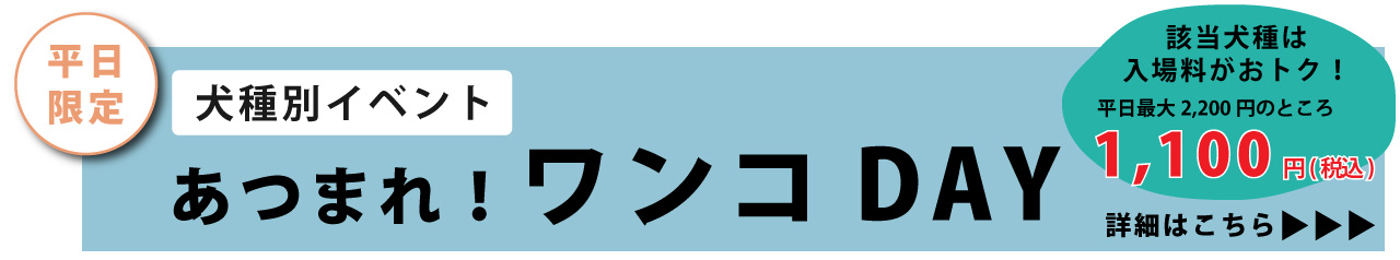 平日限定 犬種別イベント「ワンコDAY」