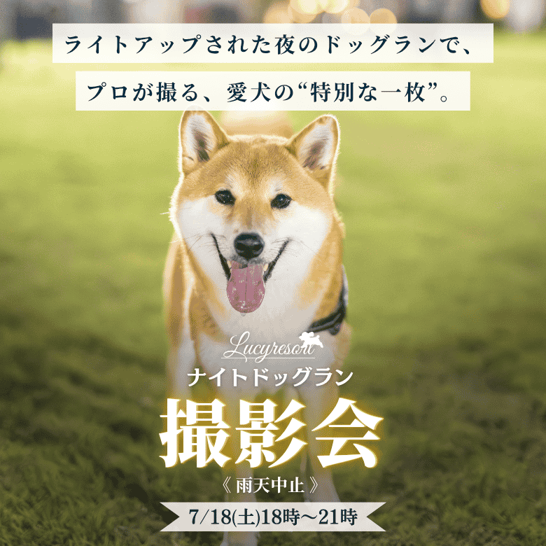 【2026年】ナイトドッグラン撮影会