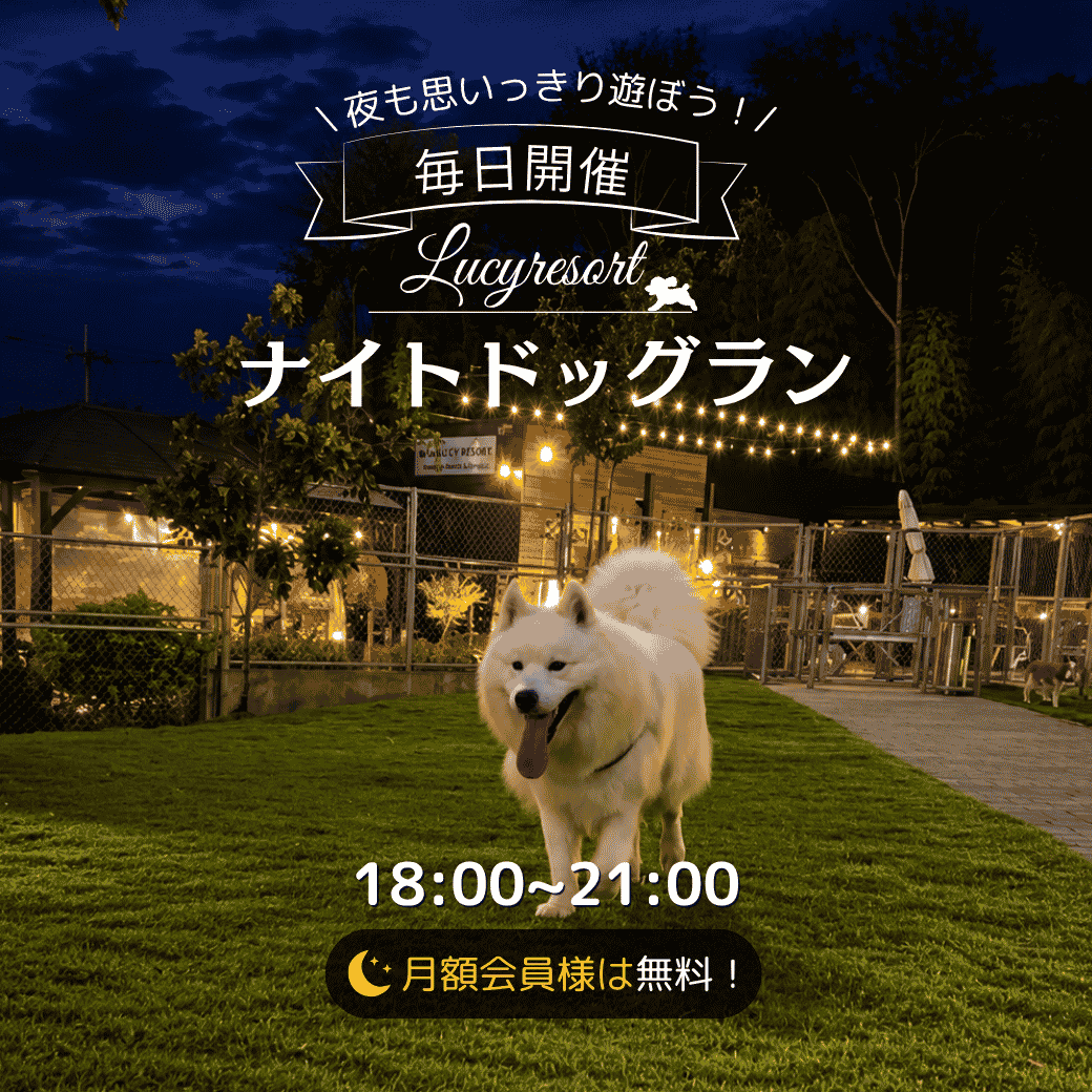 【2026年】ナイトドッグラン