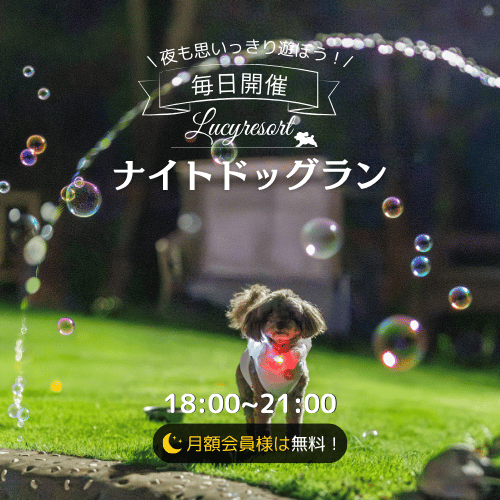 【2026年】ナイトドッグラン