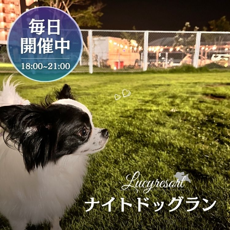 ルーシーリゾート　ナイトドッグラン　本格オープン