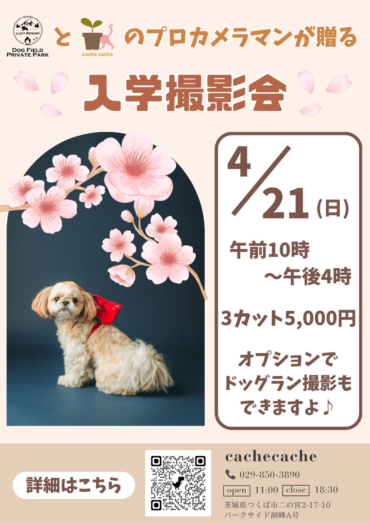 愛犬のランドセル撮影会