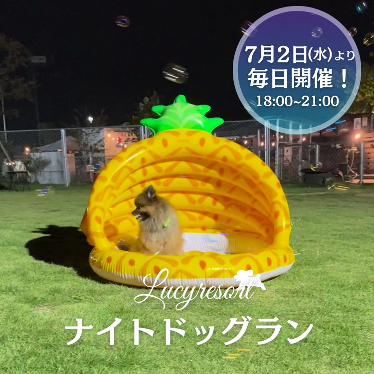 ルーシーリゾート　ナイトドッグラン　本格オープン