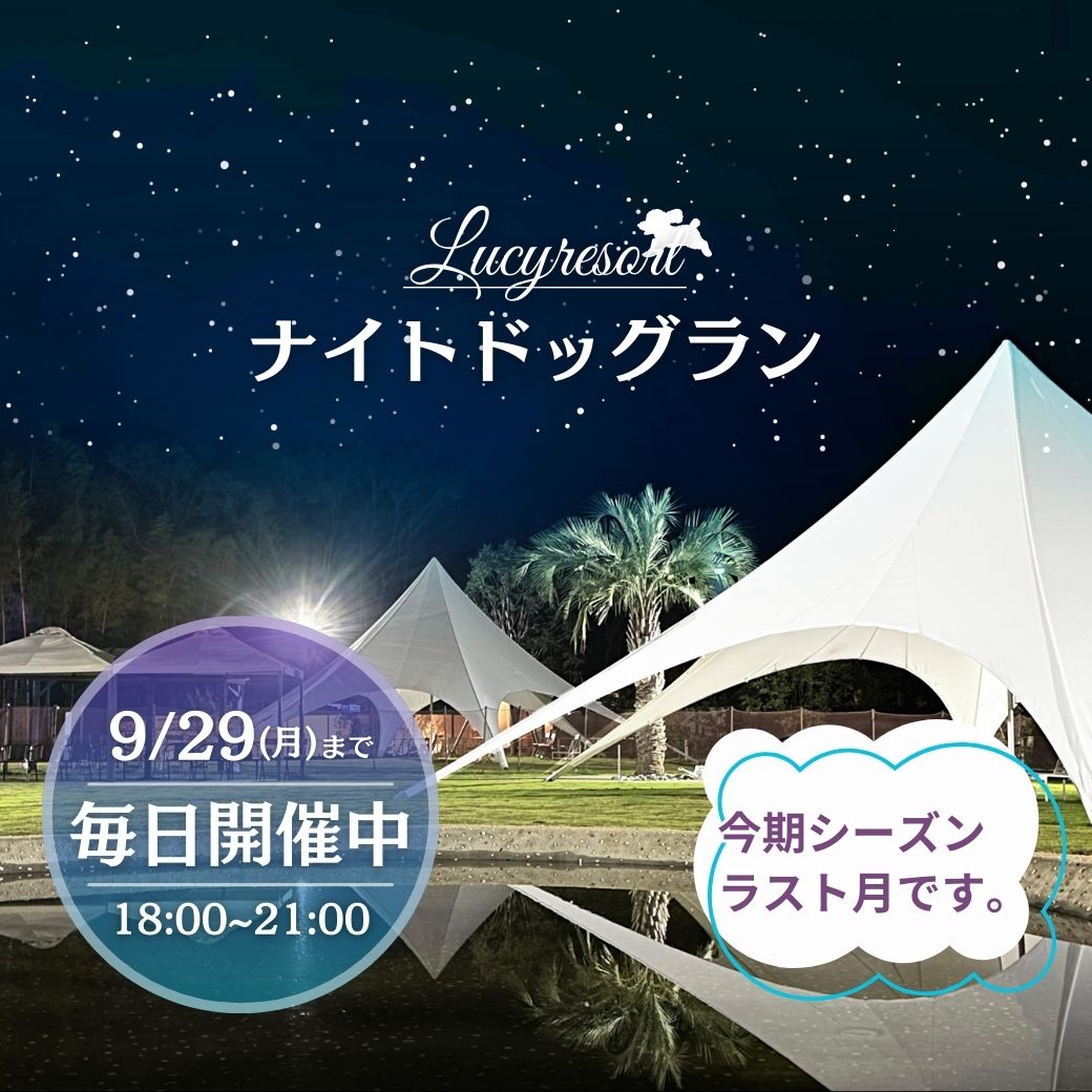 ナイトドッグラン