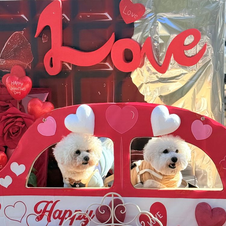 ルーシーリゾート バレンタインフォトスポット