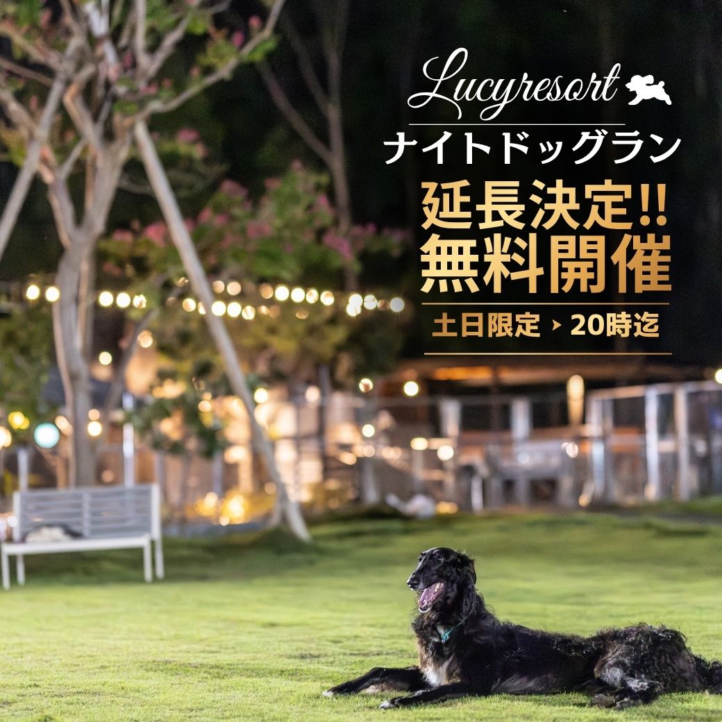 【2026年】ナイトドッグラン